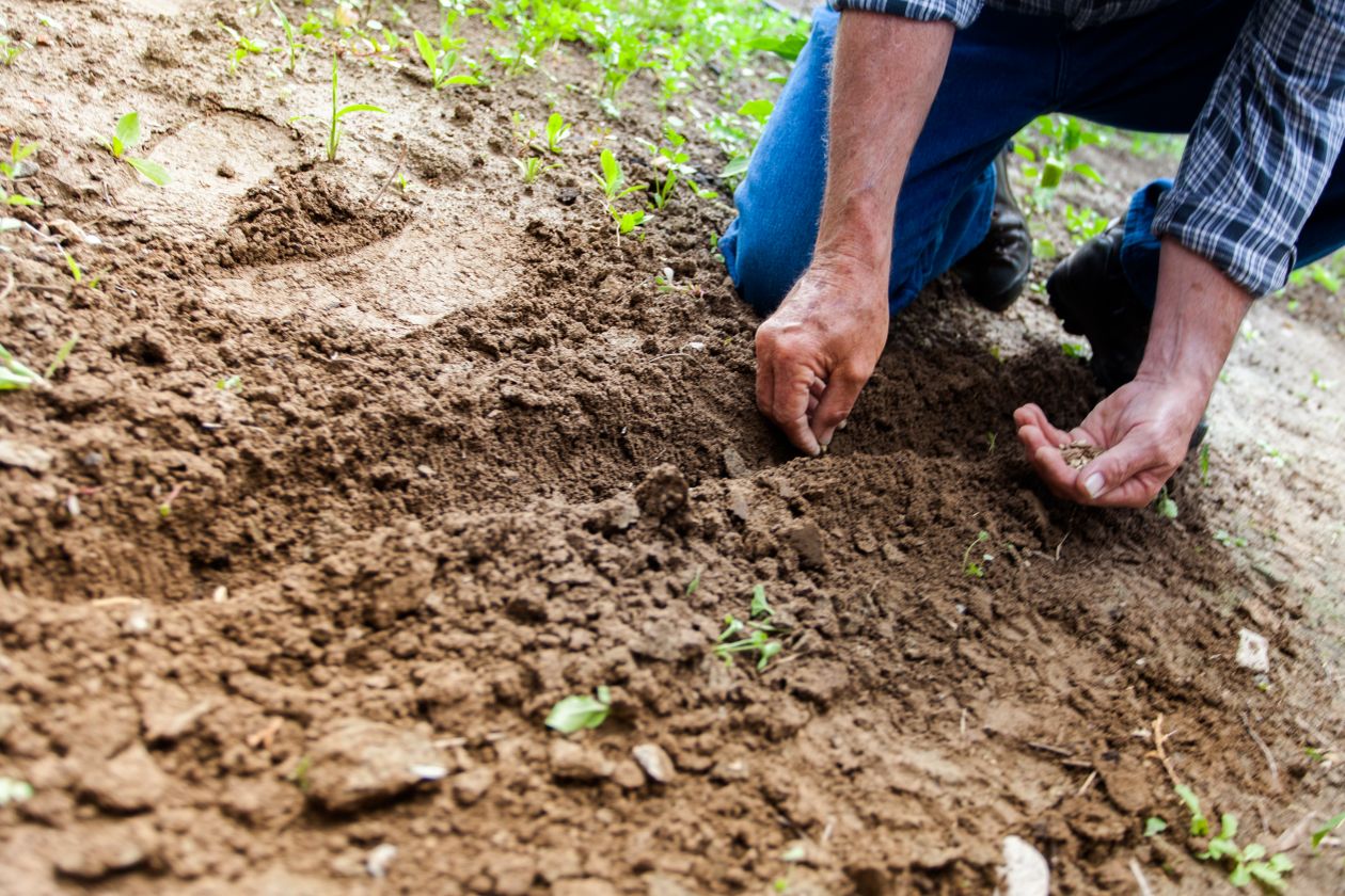 Préparation du trou et de la terre avant la plantation d'un arbre