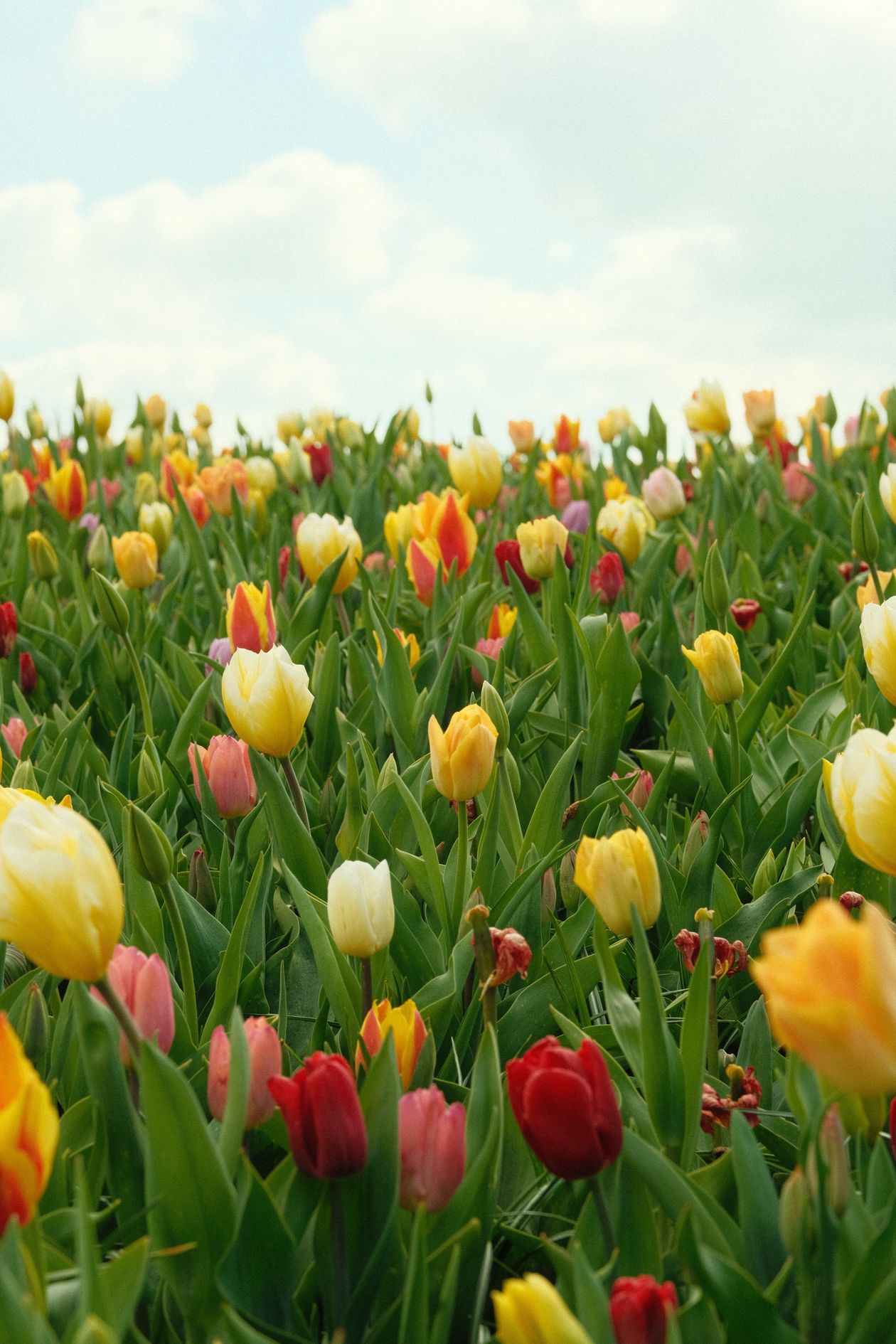 Comment Planter les Bulbes de Printemps en Automne : Guide Complet