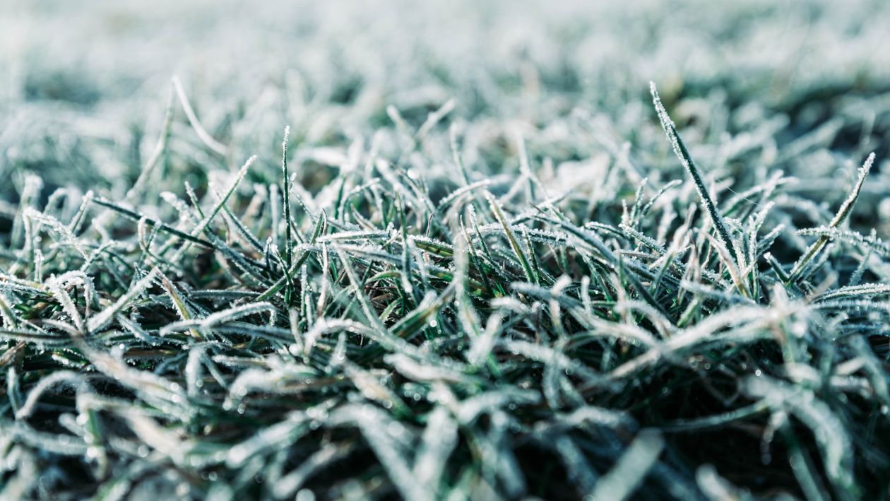 Comment Protéger son Jardin et ses Plantes du Gel : Guide Complet Automne-Hiver 2026