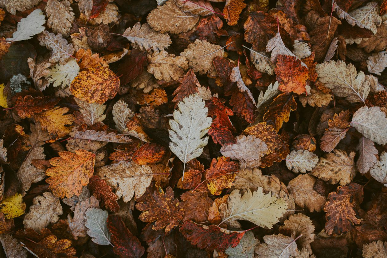 Paillage de feuilles mortes au pied d'un arbuste de jardin