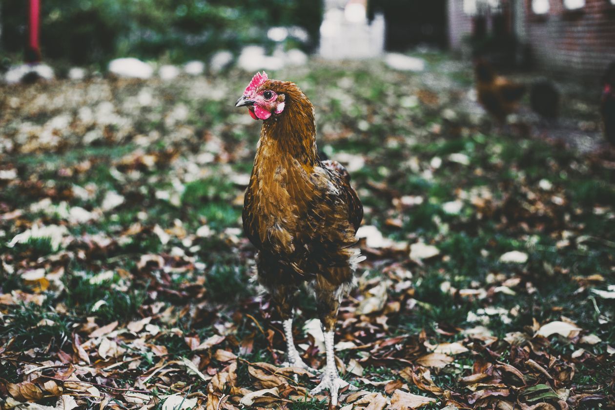 Comment Protéger ses Poules et sa Basse-Cour de la Grippe Aviaire : Guide Complet