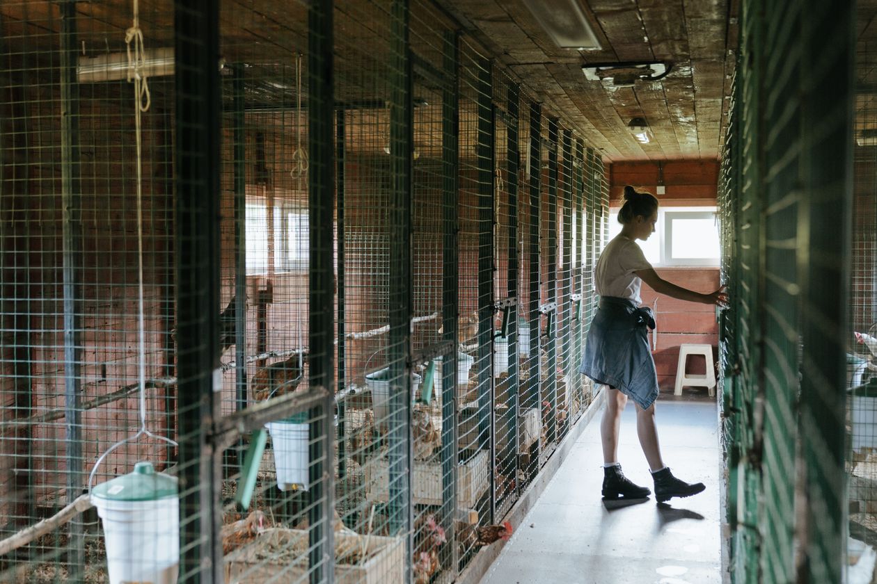 Personne s'occupant de poules dans un poulailler protégé