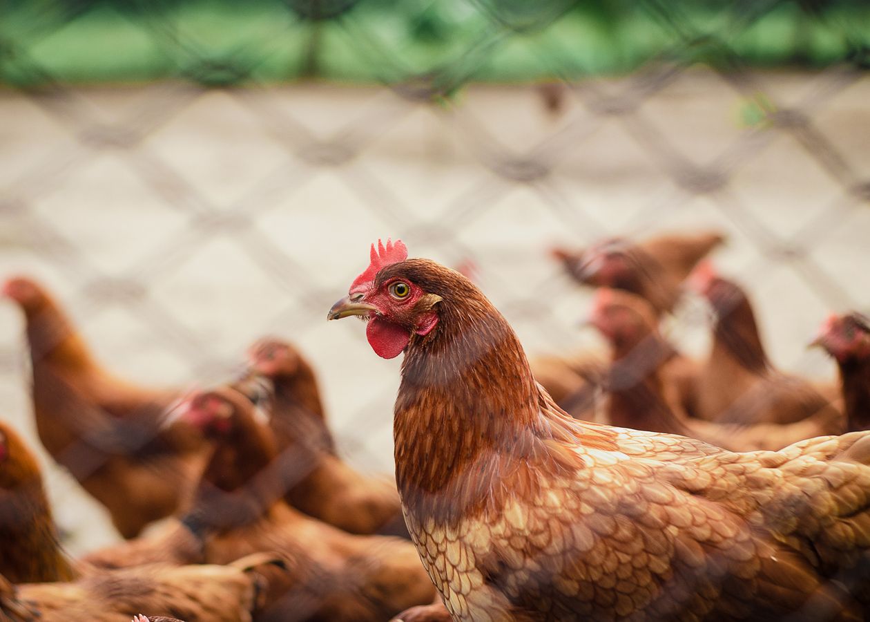 Poules en liberté dans un enclos grillagé sécurisé