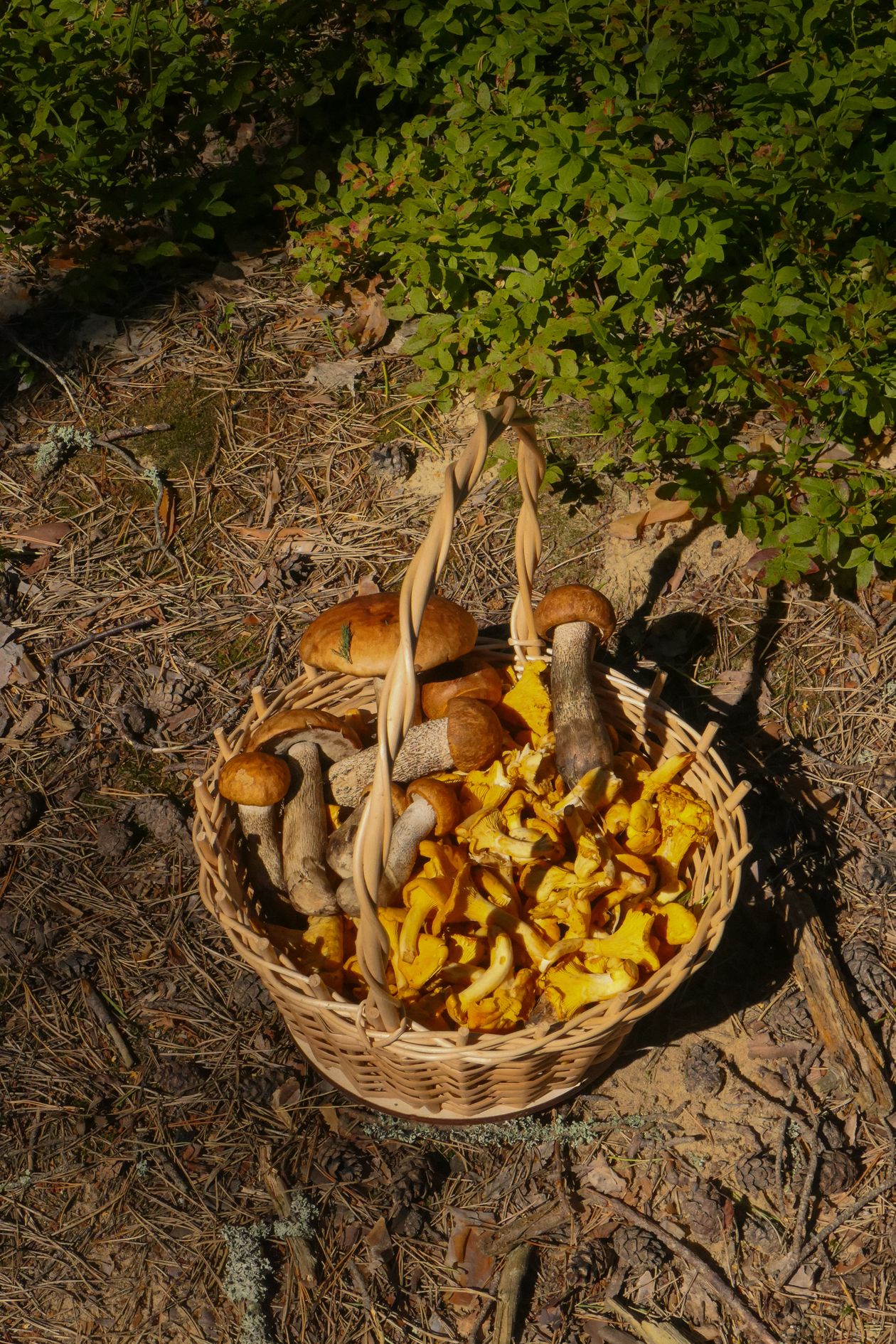 Comment Reconnaître les Champignons Comestibles des Champignons Toxiques : Guide Complet