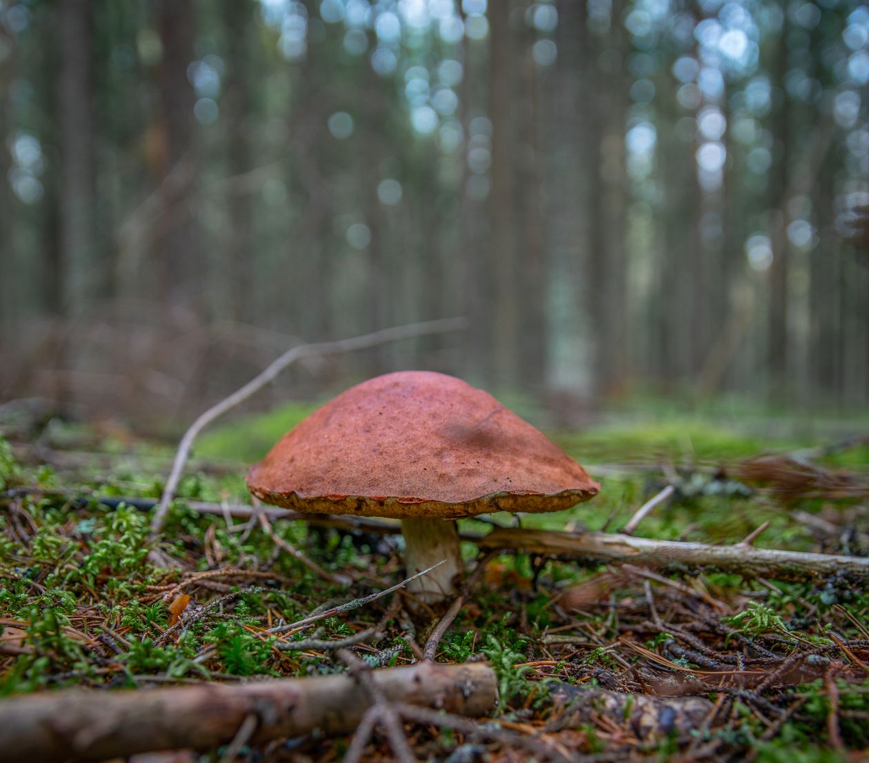 Gros plan sur un champignon sauvage dans la forêt