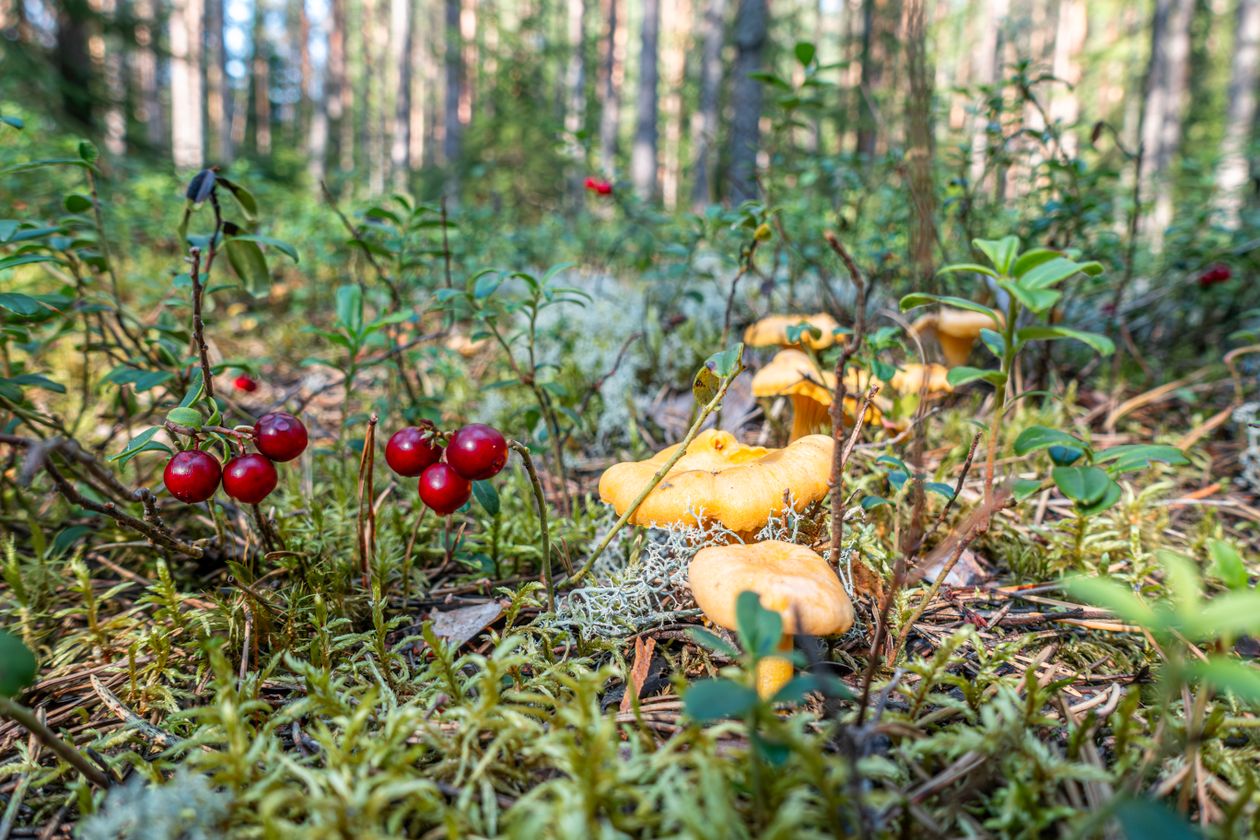 Champignons sauvages comestibles ramassés en forêt