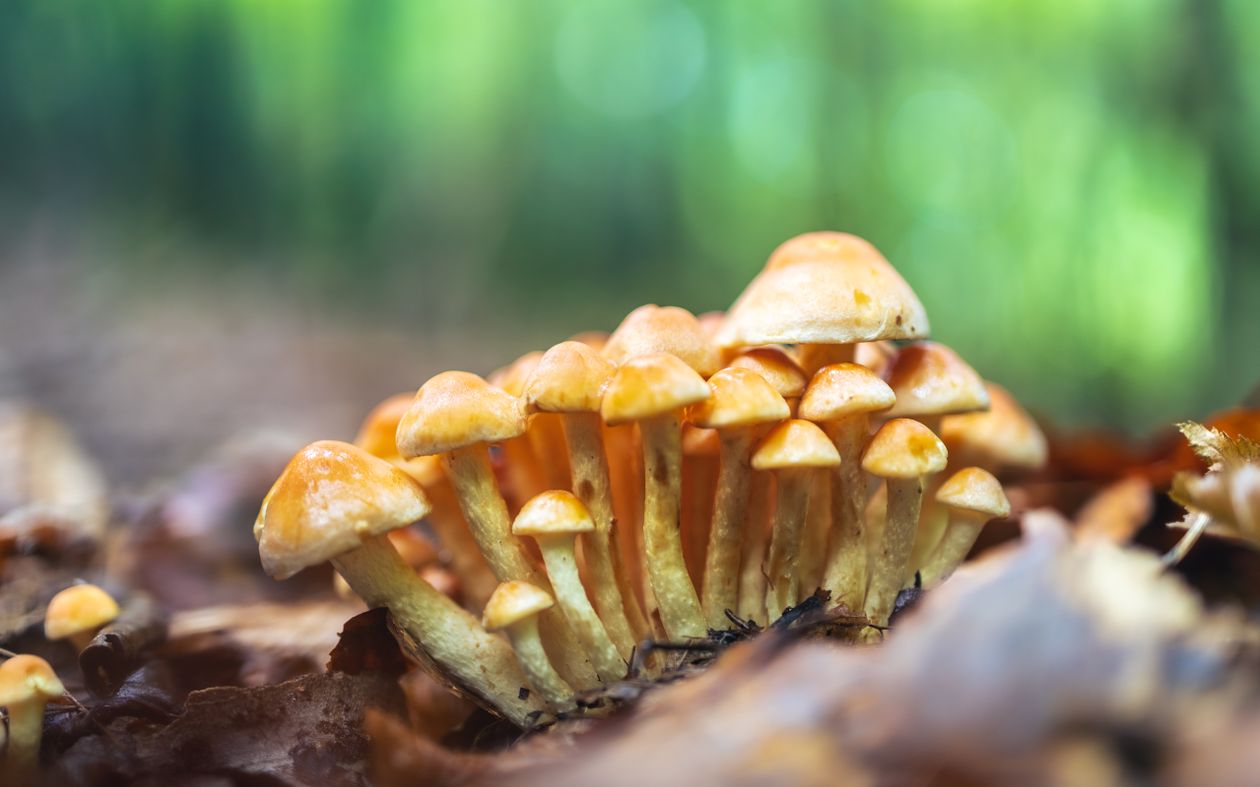 Champignons sauvages en grappe sur le sol forestier en automne