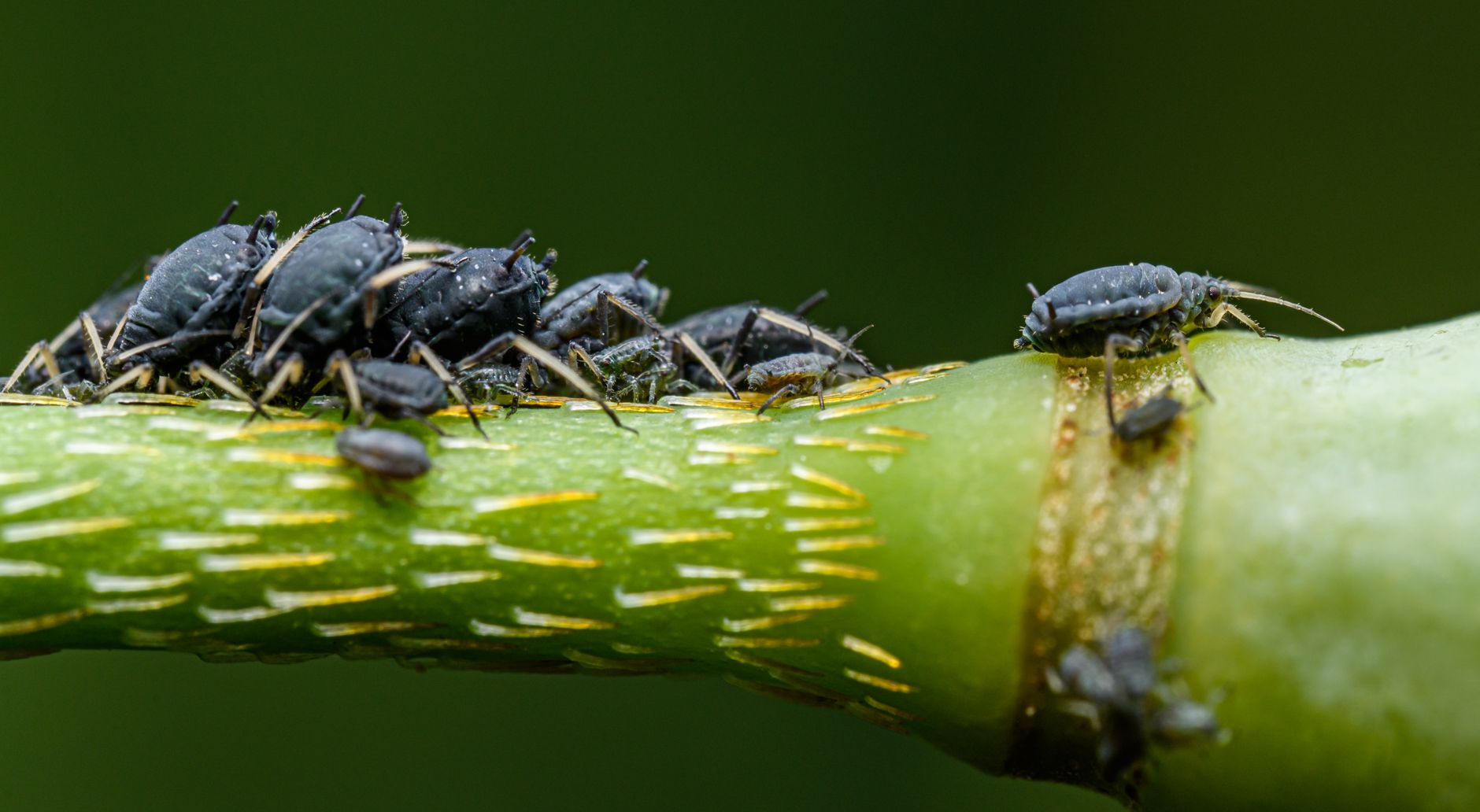 Pucerons sur une tige de plante