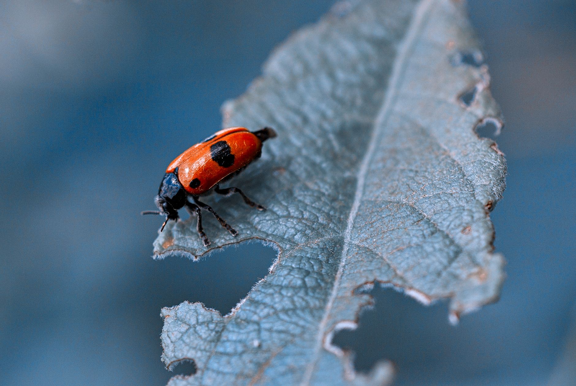 Coccinelle dévorant un puceron