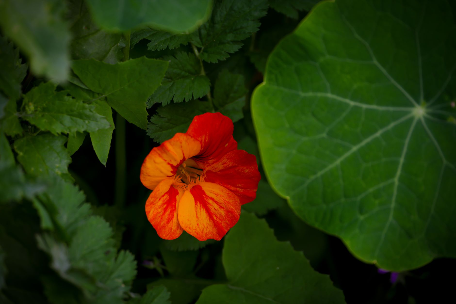 Capucines en fleurs dans un jardin