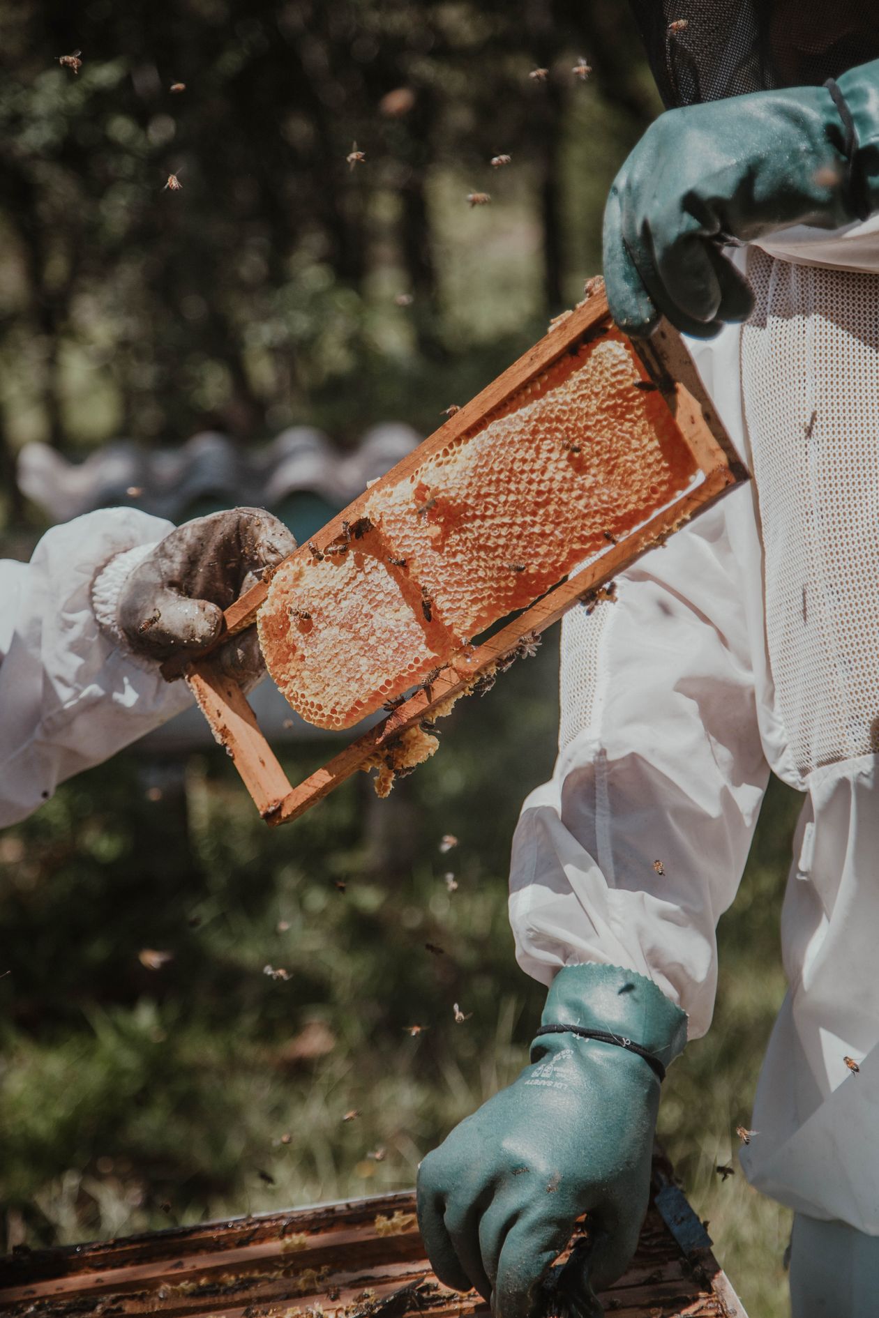 Cadre de ruche couvert d'abeilles, menacé par la prédation des frelons asiatiques