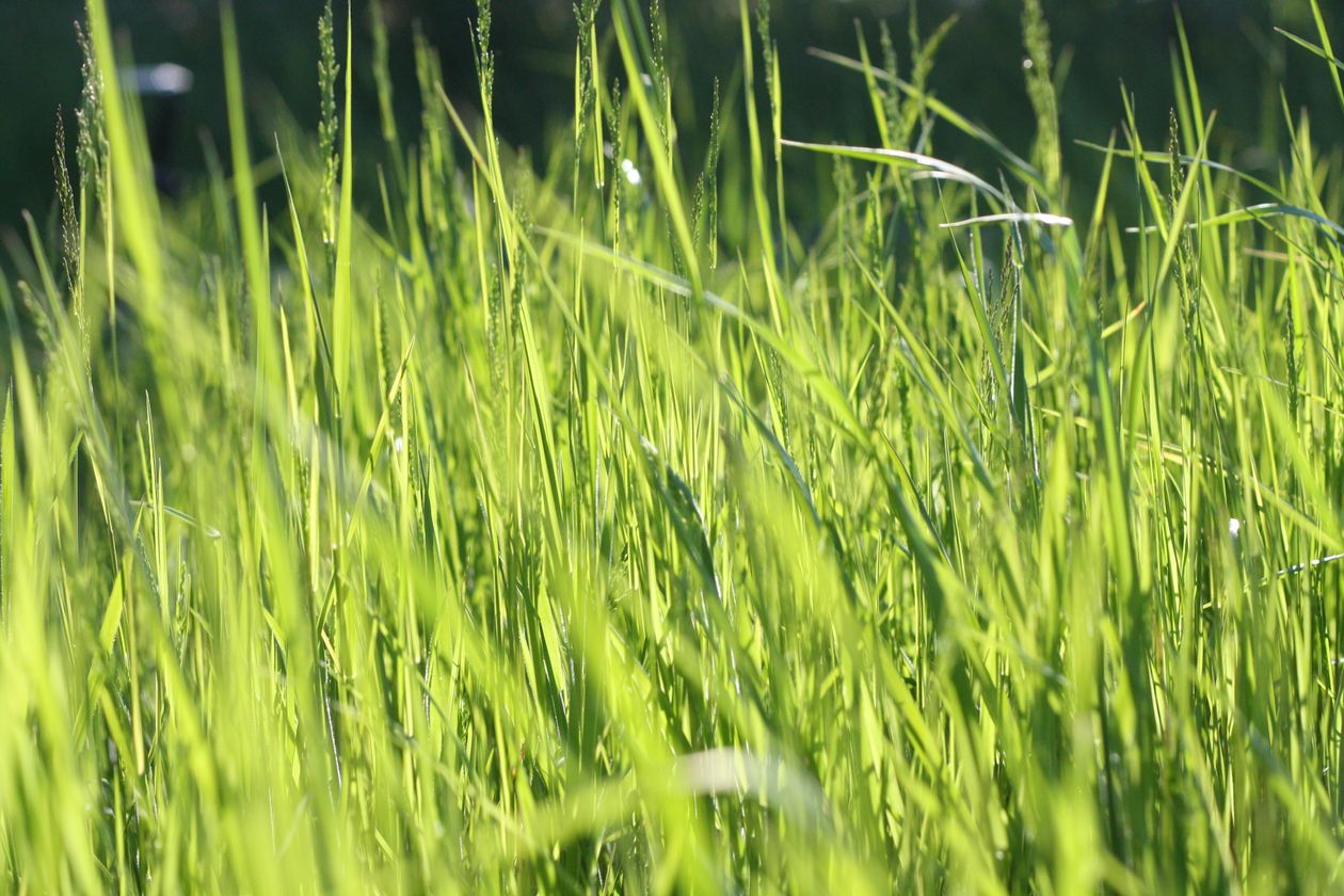 Pelouse verte et dense vue de près