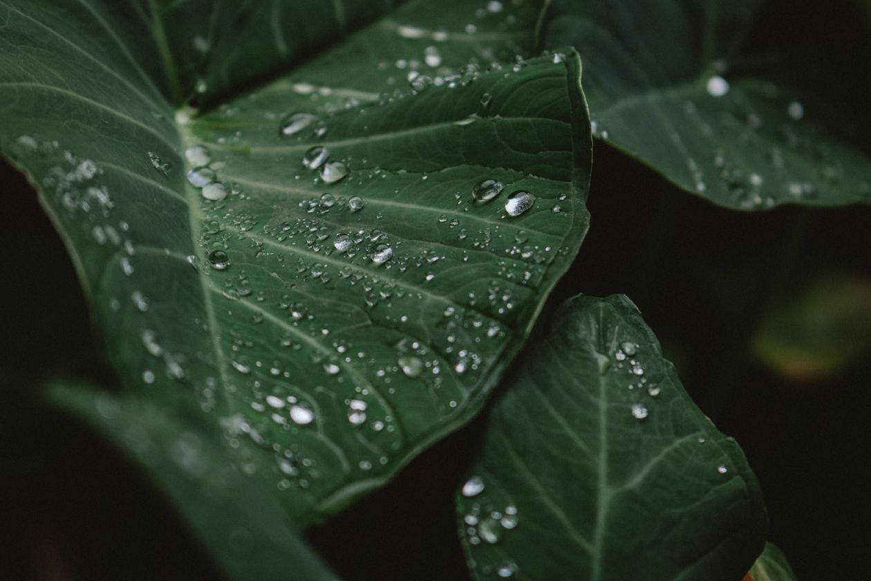 Plante verte avec de la rosée dans un jardin, illustration d'une zone où pousse l'ambroisie